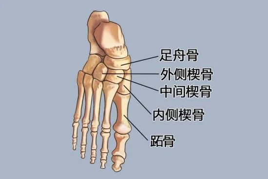 楔骨在哪个位置