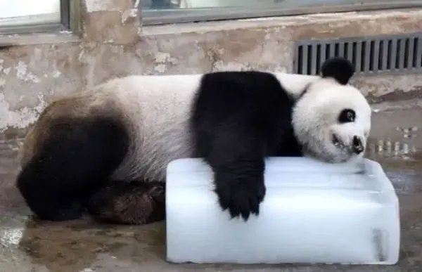 最年长熊猫迎38岁，皮毛厚重的大熊猫该如何安然度夏？