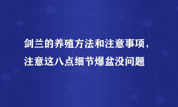 剑兰的养殖方法和注意事项,注意这八点细节爆盆没问题