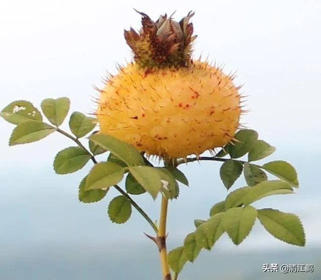 野生刺梨怎样种植?