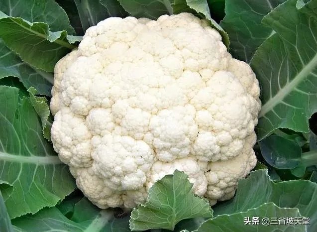 农村种植花菜，白花菜好还是绿花菜好？