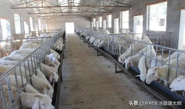 养羊回成太慢,能不能再做点别的来维持生活呢?