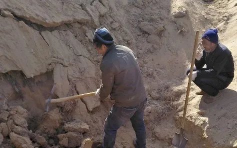 3男子盗挖土龙骨被埋身亡,他们的行为是否属于违法?