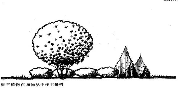 干货 | 庭院植物打造,营造十足空间感