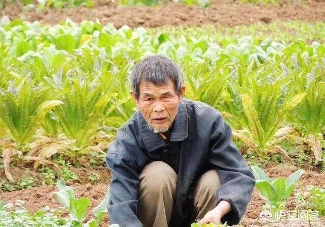 农村没有退休金的老人,该怎么办?