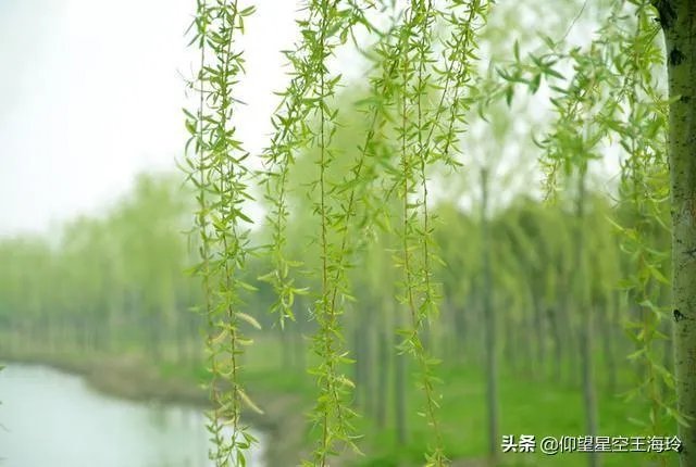 “不知细叶谁裁出,二月春风似剪刀”描写的什么美景?