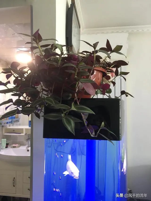 锦鱼室外怎么养
