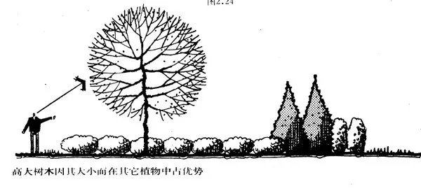 干货 | 庭院植物打造,营造十足空间感