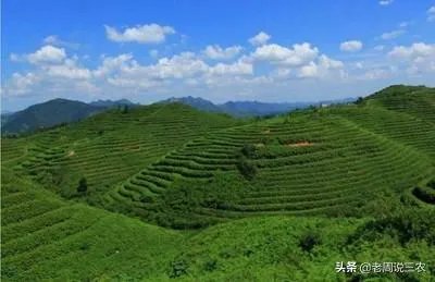 野生刺梨怎样种植?