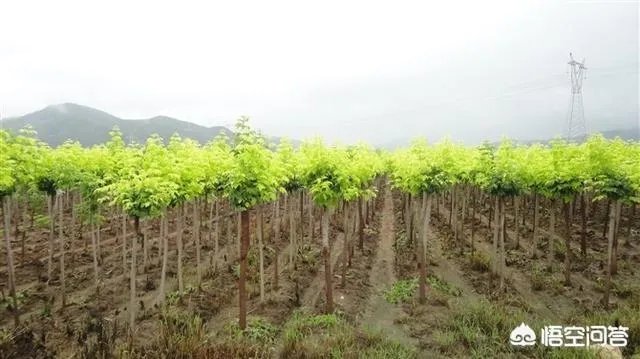 有人说苗木的行情不好,是真的吗?