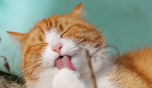 中国十大宠物猫交易网站-汇集各大宠物猫交易平台信息