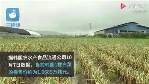 韩国的大白菜飙涨至62元一颗，这个价格在当地合理吗？