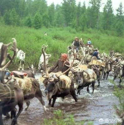 115只荷兰驯鹿抵达内蒙古,用于繁衍本土种群,你怎么看?