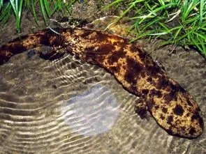 广西河池洞穴现珍稀水生物,如何有效地保护珍稀水生物?