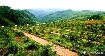 野生刺梨怎样种植?