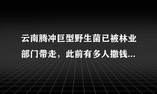 云南腾冲巨型野生菌已被林业部门带走，此前有多人撒钱祈福，你怎么看？