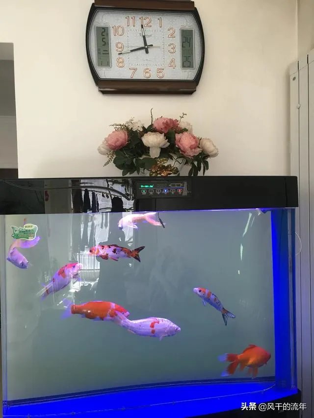 锦鱼室外怎么养