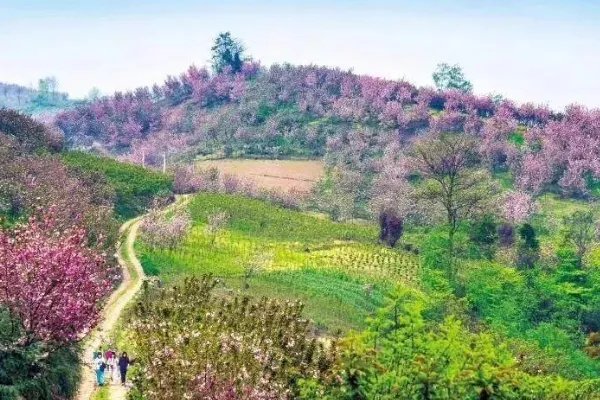 成都有哪些著名的樱花观赏地?