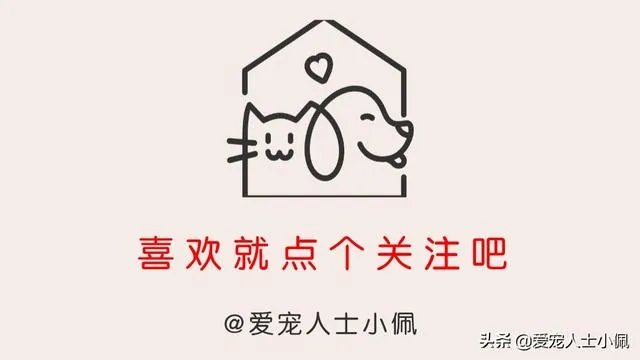 新手适合养柯基吗