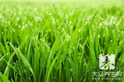 苗方草的价格与作用
