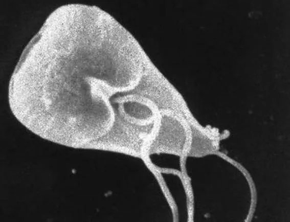 美国现可怕的“食脑虫”,如何才能避免被感染?