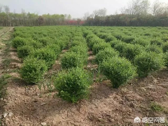 有人说苗木的行情不好,是真的吗?