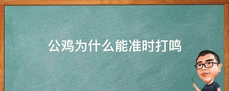 公鸡为什么能准时打鸣