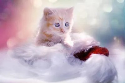 被猫咪抓出血了要打针吗  被猫咪抓伤会怎样