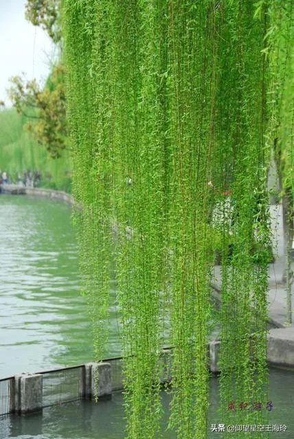 “不知细叶谁裁出,二月春风似剪刀”描写的什么美景?