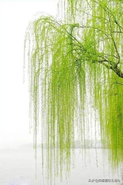 “不知细叶谁裁出,二月春风似剪刀”描写的什么美景?