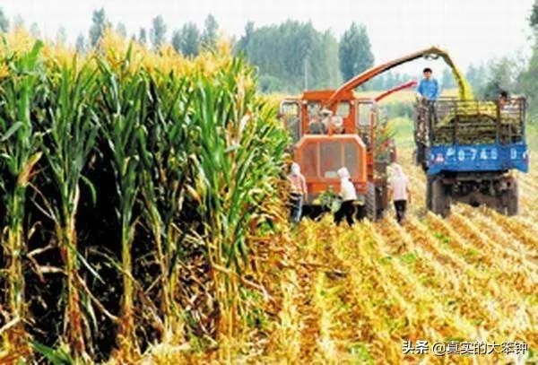 养羊回成太慢,能不能再做点别的来维持生活呢?