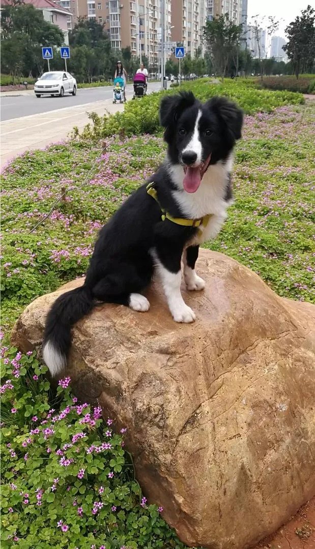 中国最受欢迎的宠物犬是什么犬?