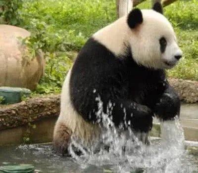 最年长熊猫迎38岁,皮毛厚重的大熊猫该如何安然度夏?