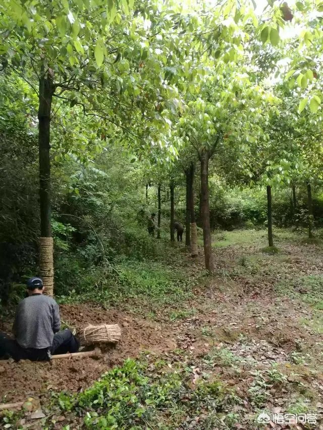 有人说苗木的行情不好,是真的吗?