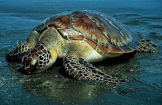 广西河池洞穴现珍稀水生物,如何有效地保护珍稀水生物?