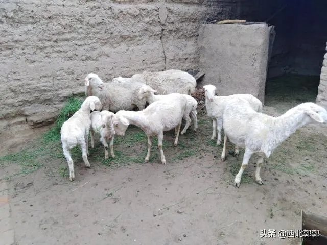 养羊回成太慢,能不能再做点别的来维持生活呢?