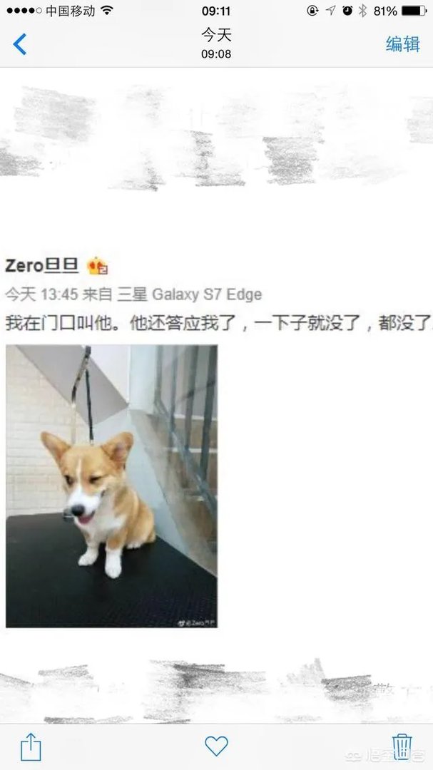 可怜的柯基被摔死,道歉有用吗?