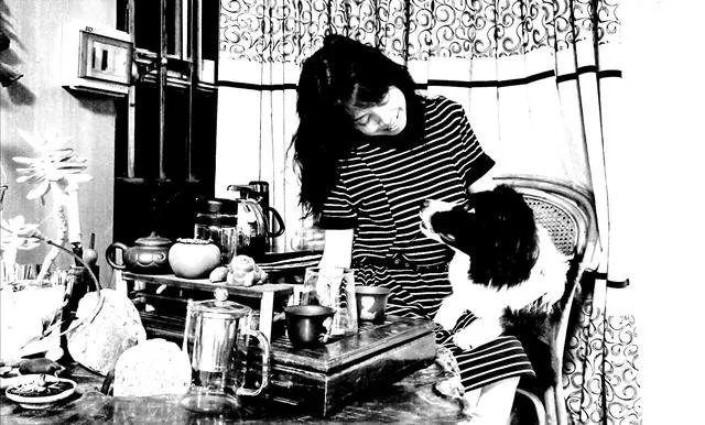 中国最受欢迎的宠物犬是什么犬?