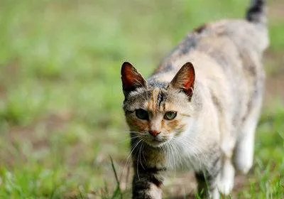 土猫网介绍