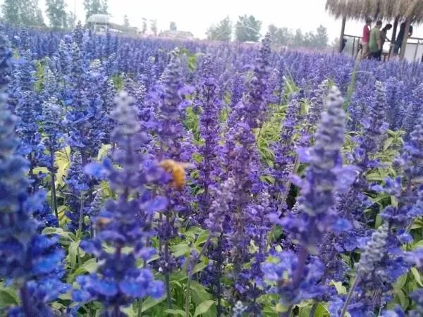 石家庄薰衣草庄园什么时候风景最好看