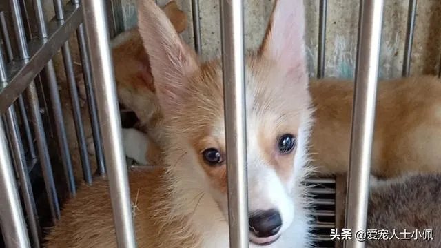 新手适合养柯基吗