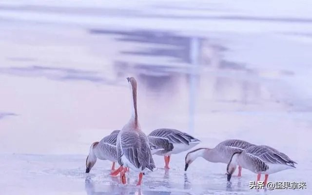 家里饲养的大鹅,它们的祖先是谁啊?