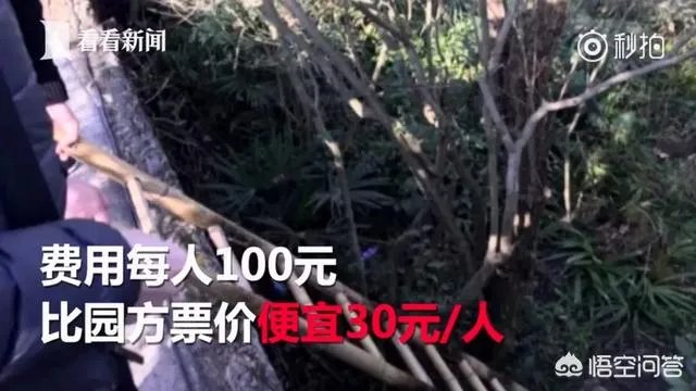 如何看待上海野生动物园逃票:一团伙收一百元让游客翻墙入园?