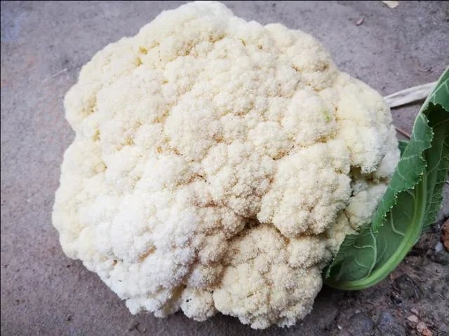 农村种植花菜,白花菜好还是绿花菜好?