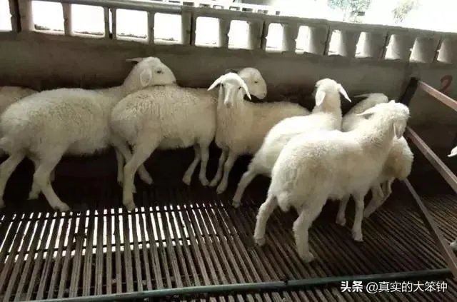 养羊回成太慢,能不能再做点别的来维持生活呢?