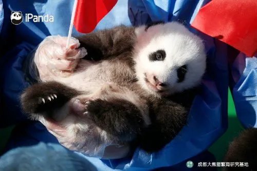摸鱼5分钟:直播带货翻车得退钱 2022级熊猫宝宝集体亮相