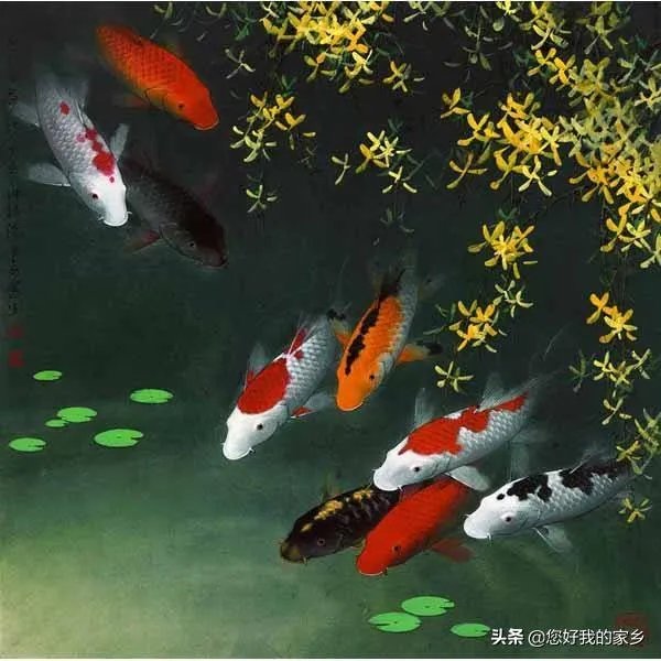 锦鱼室外怎么养