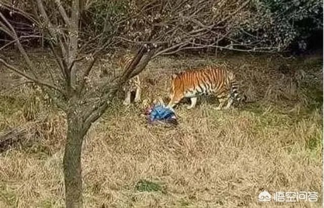 如何看待上海野生动物园逃票:一团伙收一百元让游客翻墙入园?