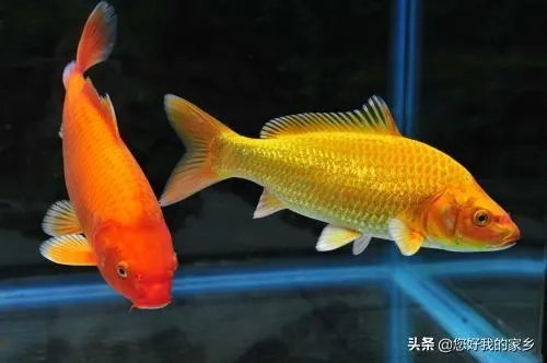 锦鱼室外怎么养